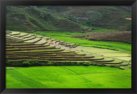 Framed Spectacular green rice field in rainy season, Ambalavao, Madagascar Print