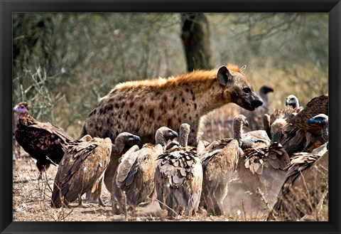 Framed Spotted hyenas and vultures scavenging on a carcass in Kruger National Park, South Africa Print