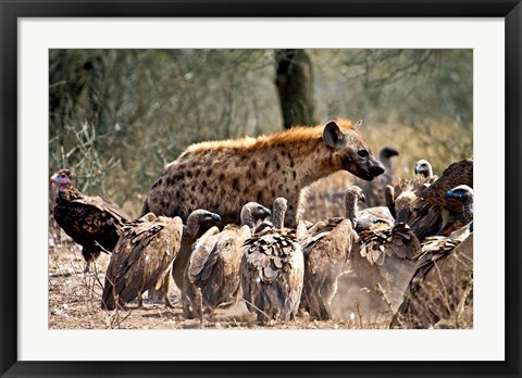 Framed Spotted hyenas and vultures scavenging on a carcass in Kruger National Park, South Africa Print