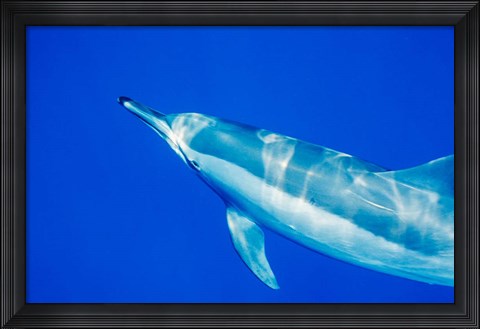 Framed Spinner Dolphin, Sha&#39;ab Samadai, Red Sea, Egypt Print