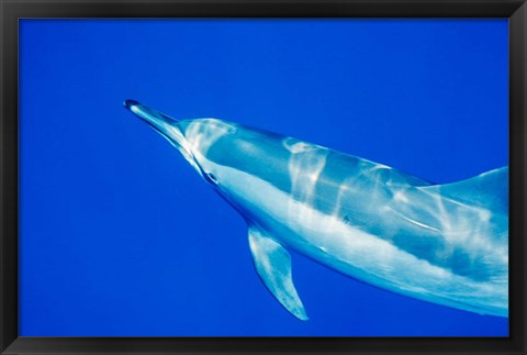 Framed Spinner Dolphin, Sha&#39;ab Samadai, Red Sea, Egypt Print