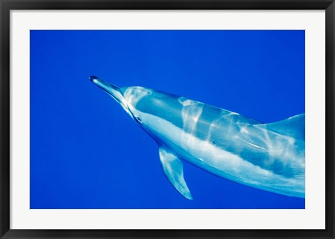 Framed Spinner Dolphin, Sha&#39;ab Samadai, Red Sea, Egypt Print