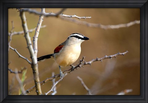 Framed Three Streaked Tchagra bird, Etosha NP, Namibia Print