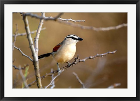 Framed Three Streaked Tchagra bird, Etosha NP, Namibia Print