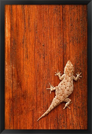 Framed Tokay Gecko lizard, Striated Wood, Africa Print