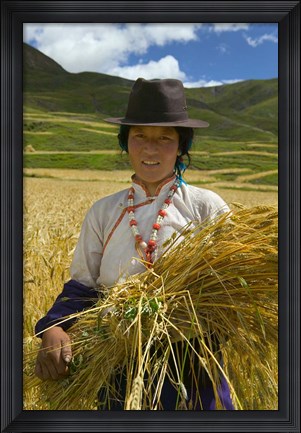 Framed Tibetan Farmer Harvesting Barley, East Himalayas, Tibet, China Print