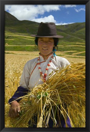 Framed Tibetan Farmer Harvesting Barley, East Himalayas, Tibet, China Print