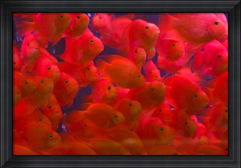 Framed Swarms of gold fish, Shanghai, China Print