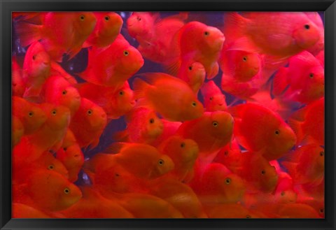 Framed Swarms of gold fish, Shanghai, China Print