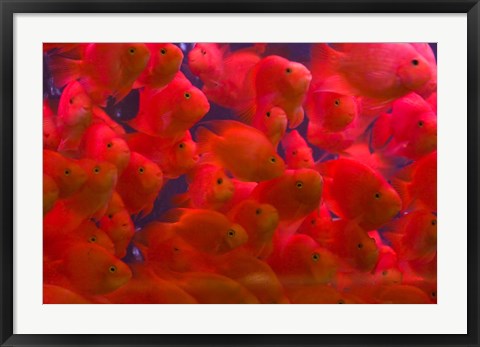 Framed Swarms of gold fish, Shanghai, China Print