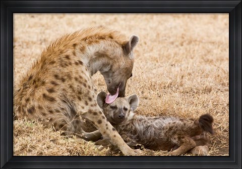 Framed Tanzania, Ngorongoro Conservation Area, Spotted hyena Print