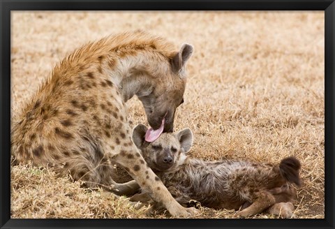 Framed Tanzania, Ngorongoro Conservation Area, Spotted hyena Print