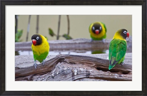 Framed Tanzania. Yellow-collared Lovebirds, Tarangire NP Print