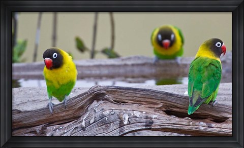Framed Tanzania. Yellow-collared Lovebirds, Tarangire NP Print