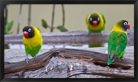 Framed Tanzania. Yellow-collared Lovebirds, Tarangire NP Print