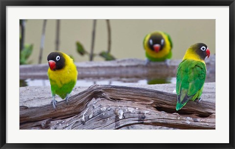 Framed Tanzania. Yellow-collared Lovebirds, Tarangire NP Print