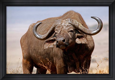 Framed Tanzania, Ngorongoro Crater. African Buffalo wildlife Print