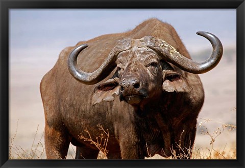 Framed Tanzania, Ngorongoro Crater. African Buffalo wildlife Print