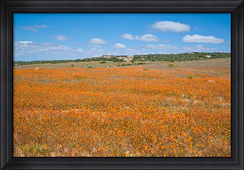 Framed Field of Spring flowers, South Africa Print