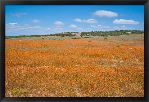 Framed Field of Spring flowers, South Africa Print