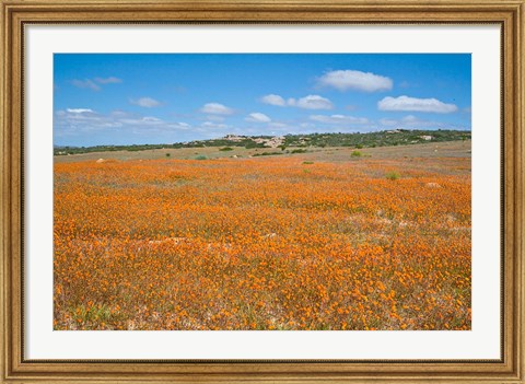 Framed Field of Spring flowers, South Africa Print