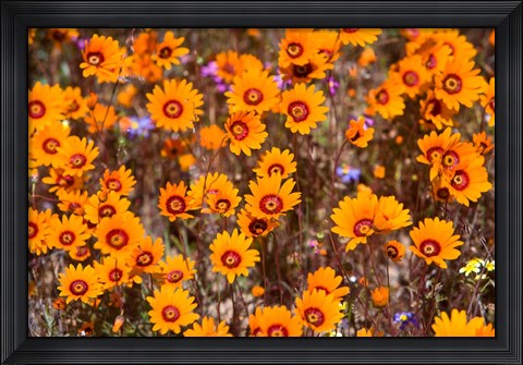 Framed Orange Spring flowers, Namaqualand, South Africa Print