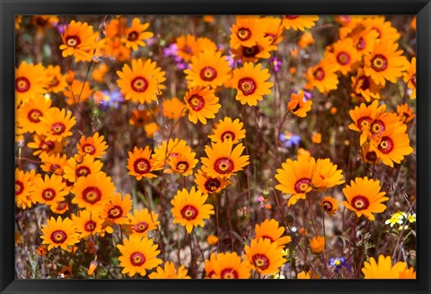 Framed Orange Spring flowers, Namaqualand, South Africa Print