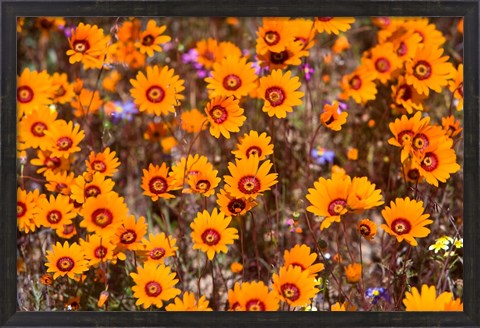 Framed Orange Spring flowers, Namaqualand, South Africa Print