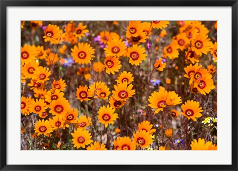 Framed Orange Spring flowers, Namaqualand, South Africa Print