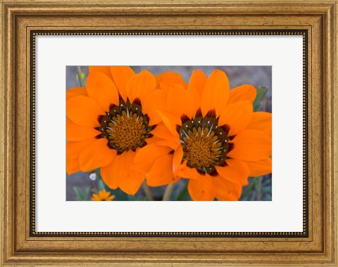 Framed Two orange Spring flowers, South Africa Print