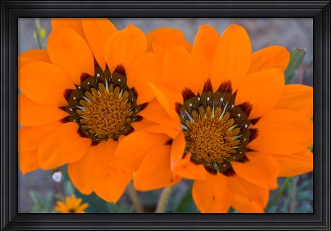 Framed Two orange Spring flowers, South Africa Print