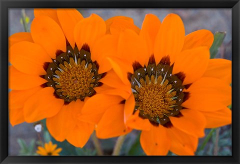 Framed Two orange Spring flowers, South Africa Print