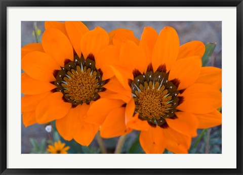 Framed Two orange Spring flowers, South Africa Print