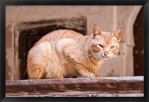 Framed Stray Cat in Fes Medina, Morocco Print