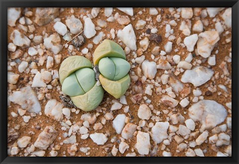 Framed Succulents, quartz, Cape Province, South Africa Print