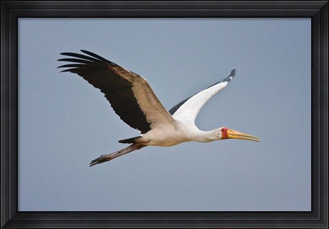 Framed Tanzania, bird. Yellow-billed Stork, Manyara NP Print