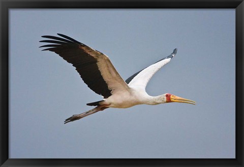 Framed Tanzania, bird. Yellow-billed Stork, Manyara NP Print