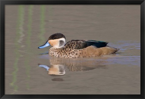 Framed Tanzania, Hottentot Teal duck, Ngorongoro Crater Print