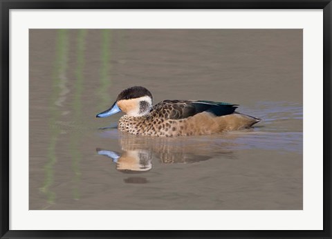 Framed Tanzania, Hottentot Teal duck, Ngorongoro Crater Print