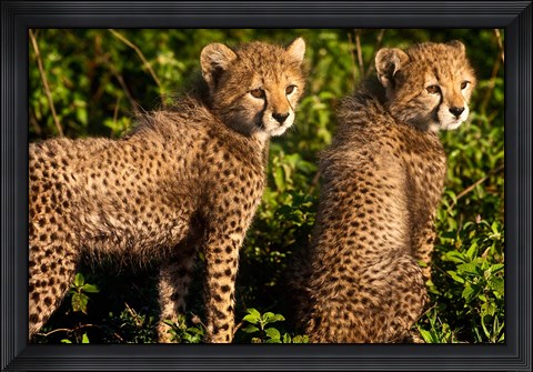 Framed Tanzania, Ndutu, Ngorongoro, Cheetahs Print