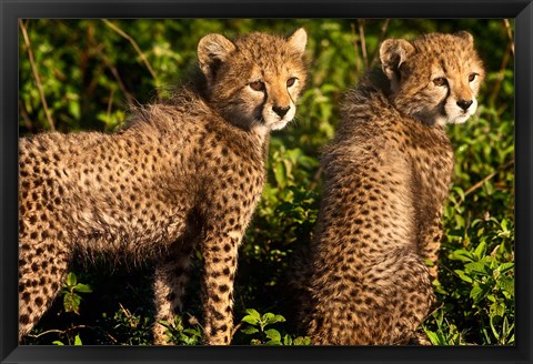 Framed Tanzania, Ndutu, Ngorongoro, Cheetahs Print