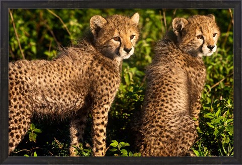 Framed Tanzania, Ndutu, Ngorongoro, Cheetahs Print