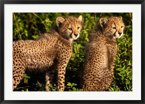 Framed Tanzania, Ndutu, Ngorongoro, Cheetahs Print