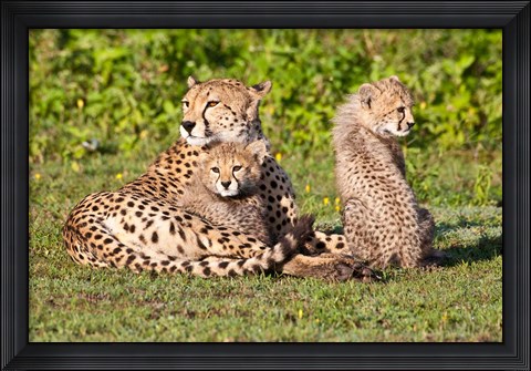 Framed Tanzania, Ngorongoro Conservation, Cheetahs Print