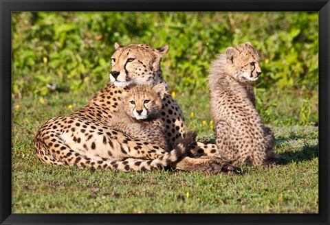 Framed Tanzania, Ngorongoro Conservation, Cheetahs Print