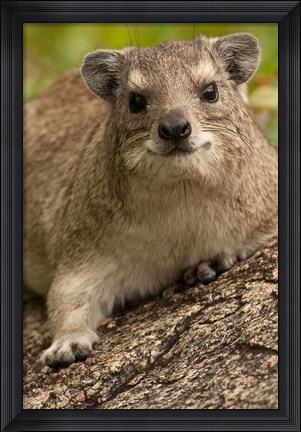 Framed Tanzania, Serengeti NP, Hyrax wildlife Print