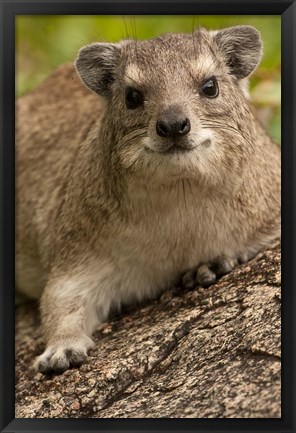 Framed Tanzania, Serengeti NP, Hyrax wildlife Print