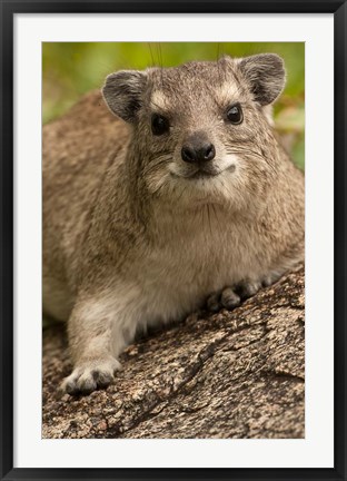 Framed Tanzania, Serengeti NP, Hyrax wildlife Print