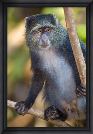 Framed Tanzania. Blue Monkey, Manyara NP Print