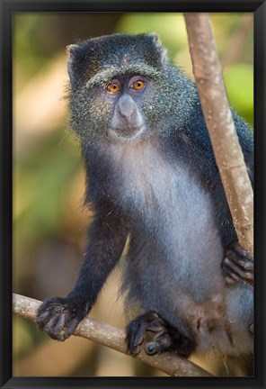 Framed Tanzania. Blue Monkey, Manyara NP Print